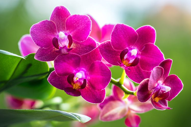 Cara Menanam dan Merawat Anggrek yang Benar