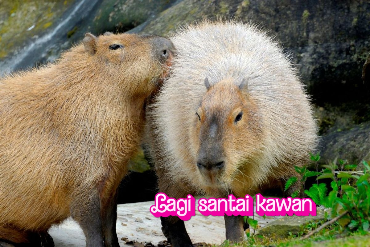Apakah Capybara Hewan Paling Zen di Dunia?